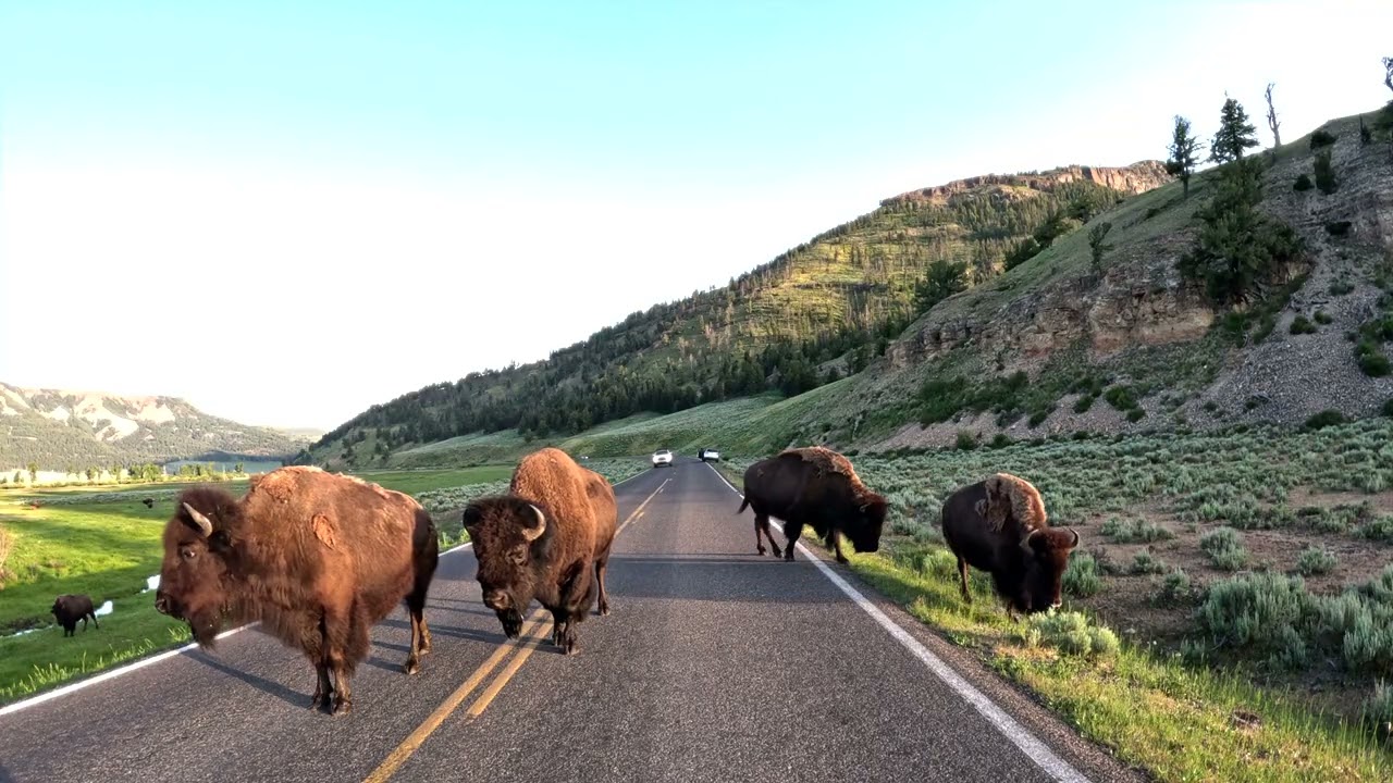 Bison Roadblock! 🚧 🦬 Yellowstone Morning Drive to Lamar Valley