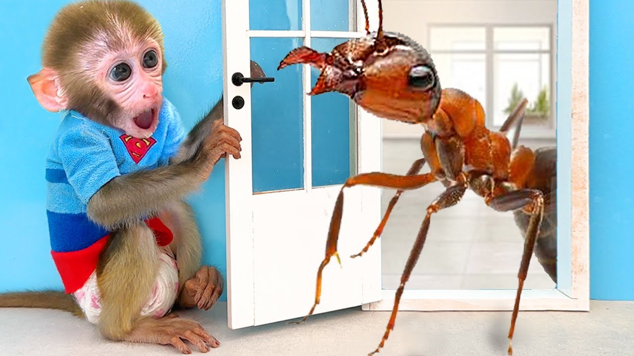 Monkey Baby Bon Bon meets The Ants Go Marching and Eats so yummy Ice Cream with Puppy