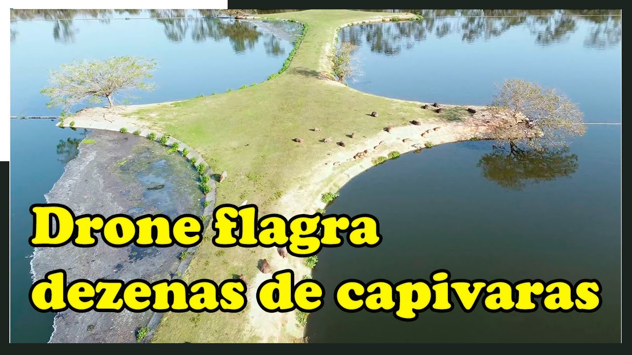 Drone DJI mini 2   Drone flagra bando de capivaras em são José santa Catarina grande Florianópolis