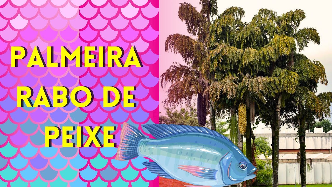 PALMEIRA RABO DE PEIXE, CONHEÇA QUAIS SÃO OS CUIDADOS, CULTIVO E USOS DE SEUS FRUTOS E FOLHAS!