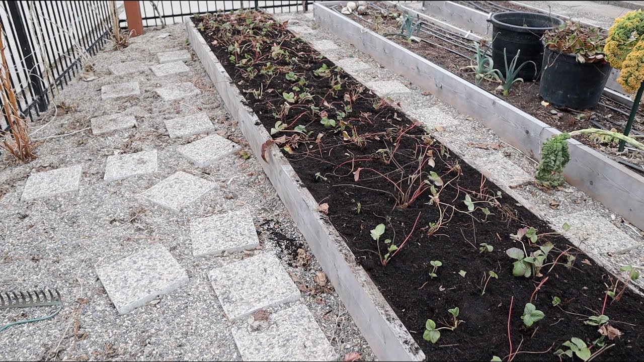 Why I Pull Out And Replant My Strawberries Every Year