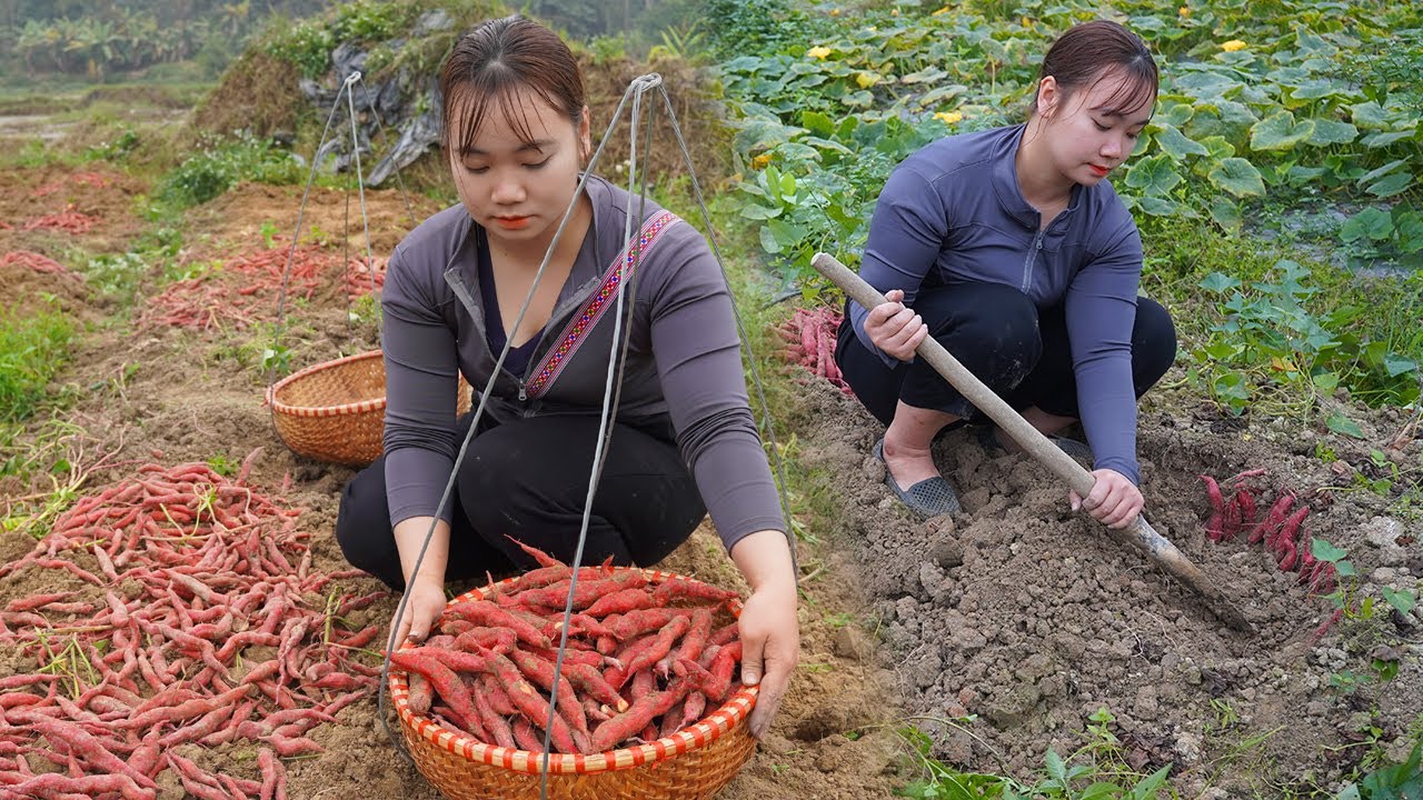 A busy harvest day - Digging up lots of sweet potatoes from underground to sell at the market.