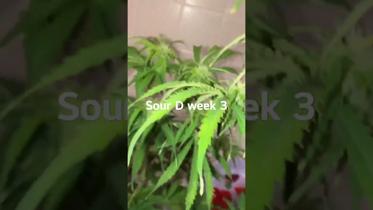 Sour D week 3 of flower. #closetgrow #cannabis #sourdiesel