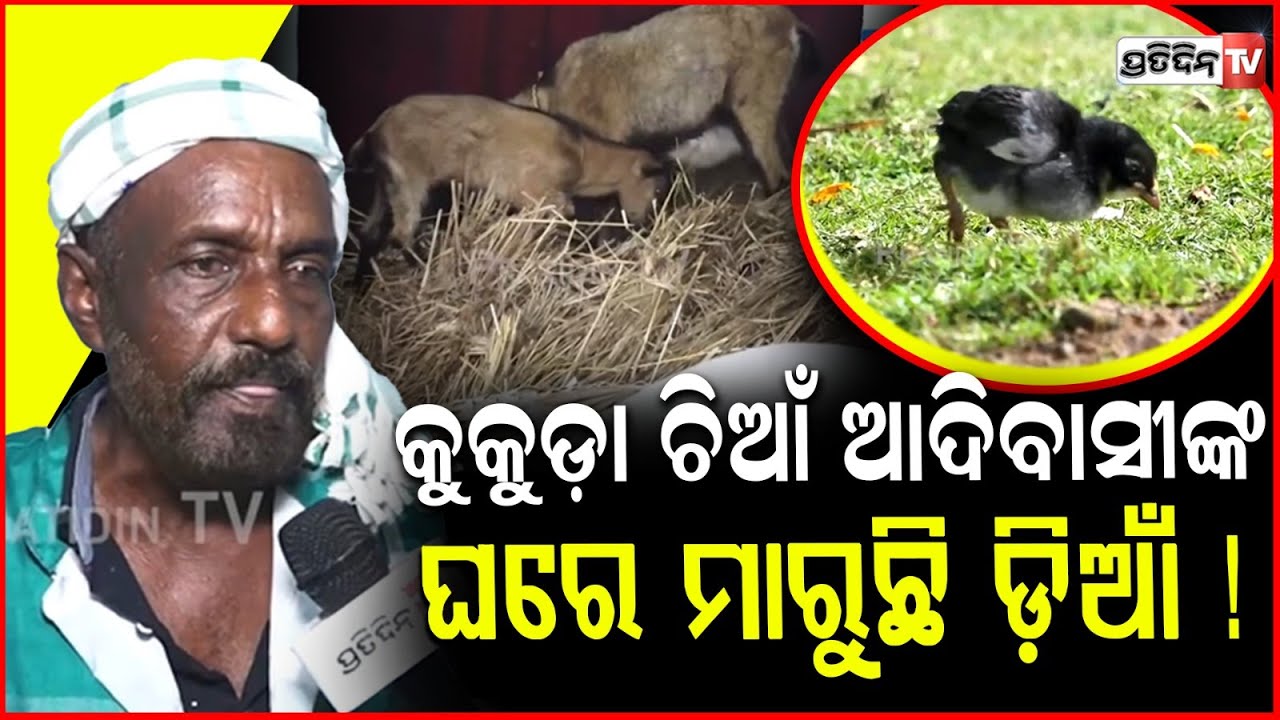 ଘୁଷରୀ ଓ କୁକୁଡ଼ା ଚିଆଁ ଆଦିବାସୀଙ୍କ ଘରେ ମାରୁଛି ଡ଼ିଆଁ ! Tribal huts and house at adivasi mela 2026, Bbsr.