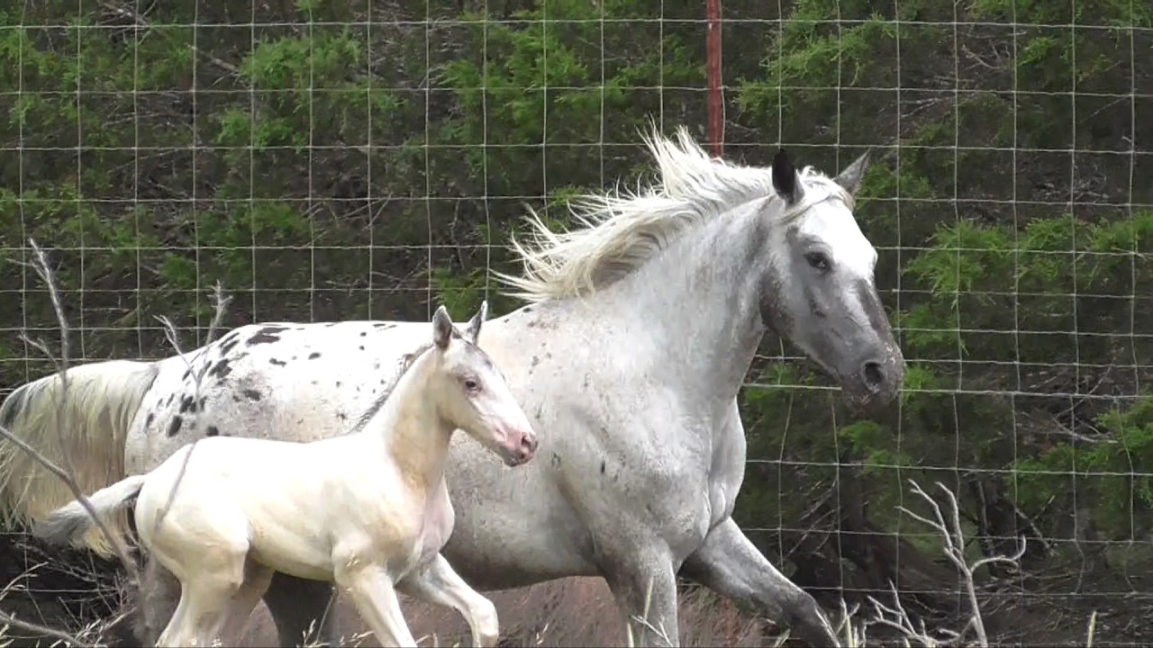 Lovely Lola and Polar Vortex are stunning ApHC Appaloosas!