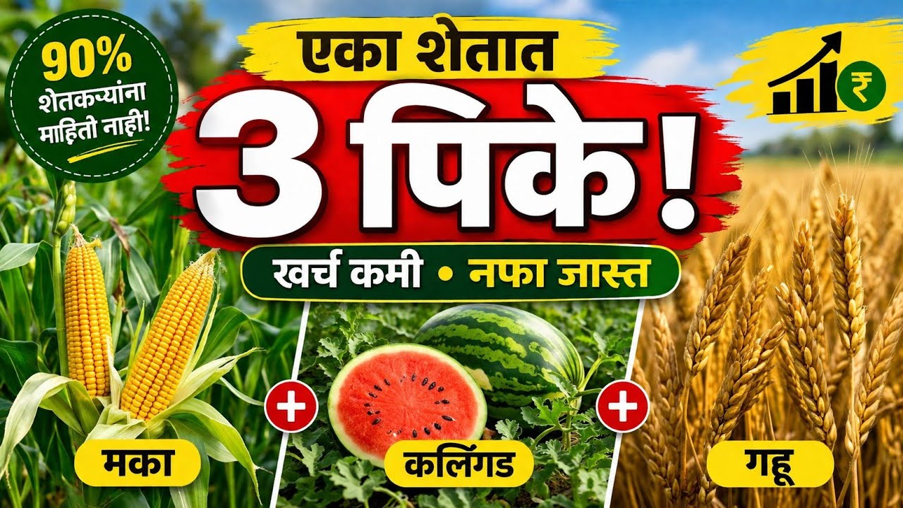  नफ्याचे गणित: एकाच शेतात एकाच वेळी ३ पिके! आंतरपीक पद्धतीची कमाल.