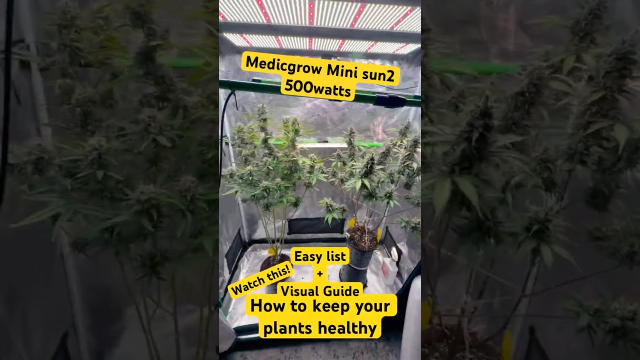 How to keep your plants healthy! Easy list + Visual Guide