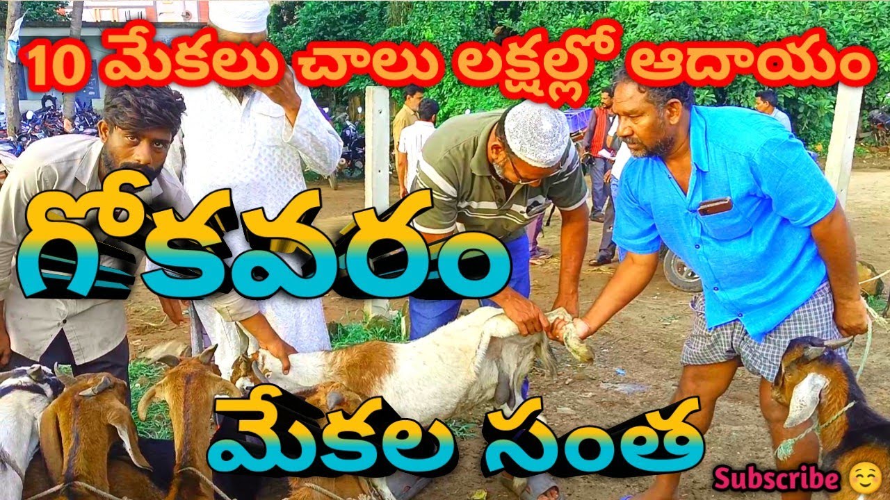 గోకవరం సంత లో మేక ₹2000..! నిజమైన ధరలు ₹10000 లోపే..! | Gokavavam Goat Market | AP Business Ideas