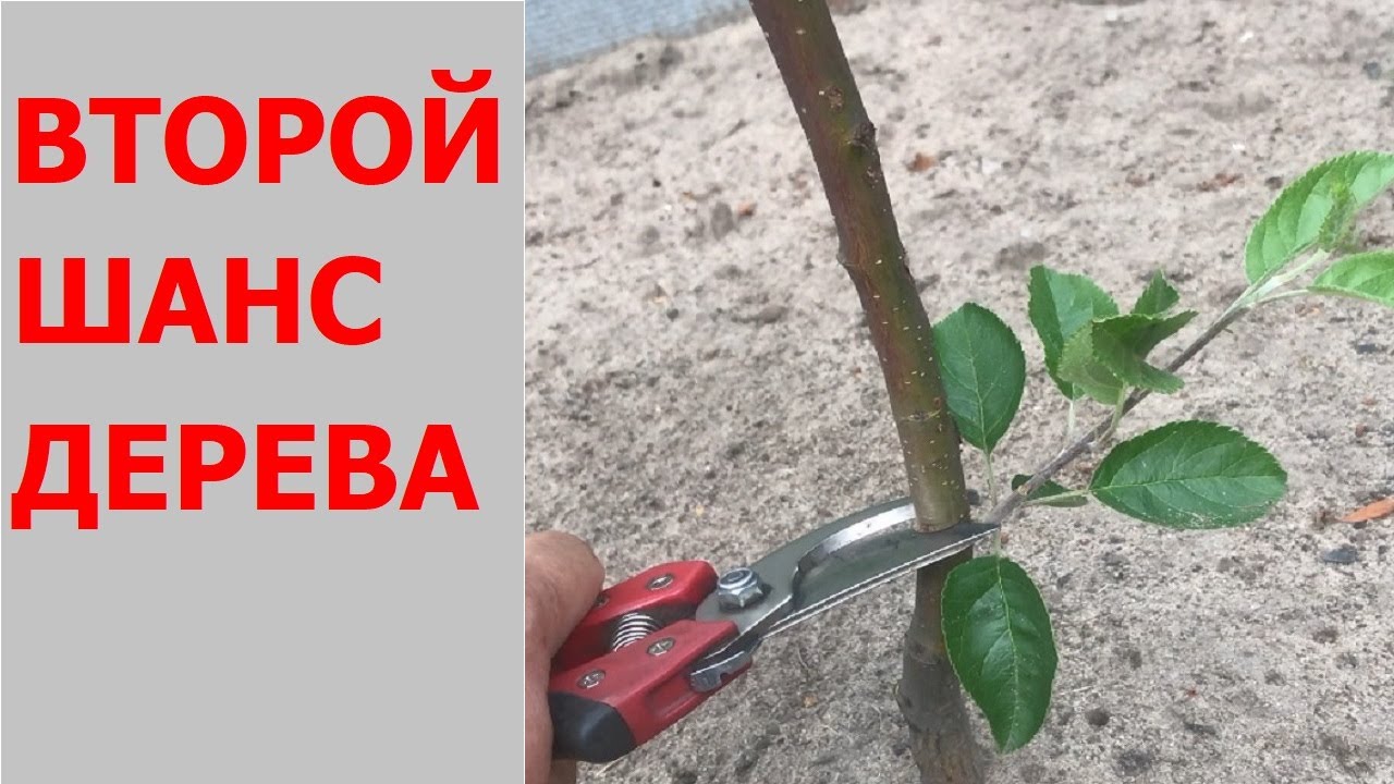 Всё об обрезке на обратный рост