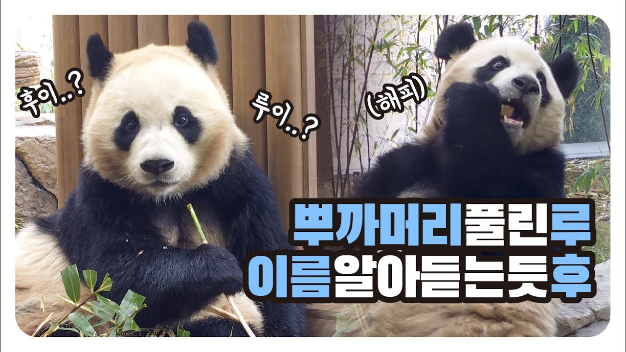 주키퍼가 이름 소개하자 후이 알아듣나?👍워토우 먹다 뿌까머리 풀린 루이, 노을 보는 사랑이