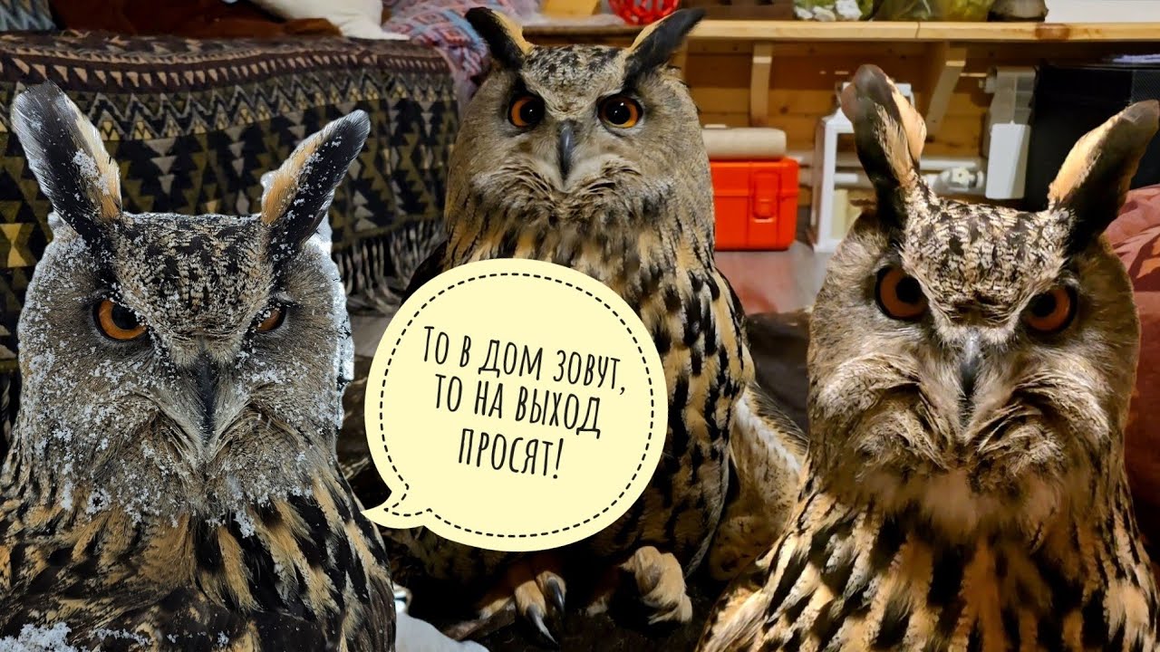 У совы Ёлки талант наводить суету, не шевелясь. Ничего не делает, а вокруг все бегают!