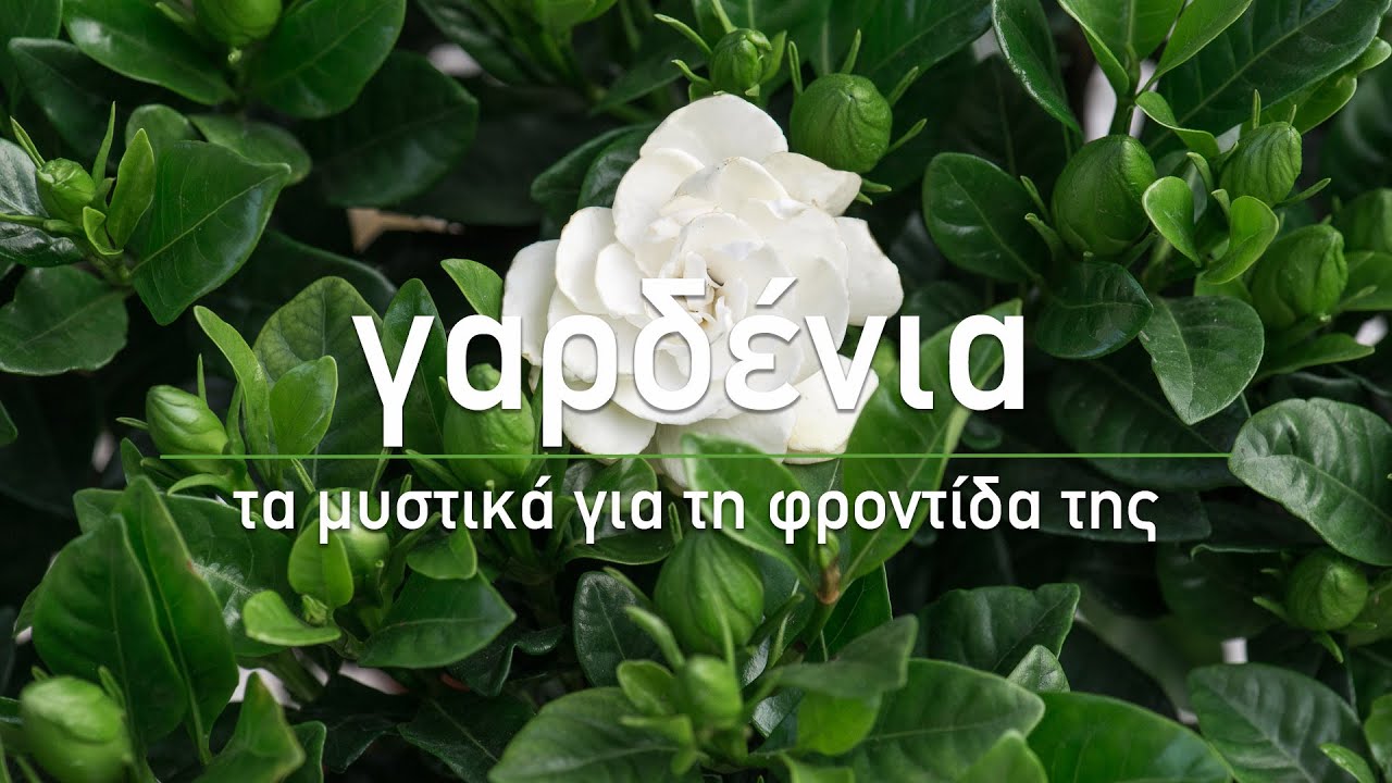 🌸 Γαρδένια: 10 μυστικά για τη φροντίδα της - Τα Μυστικά του Κήπου