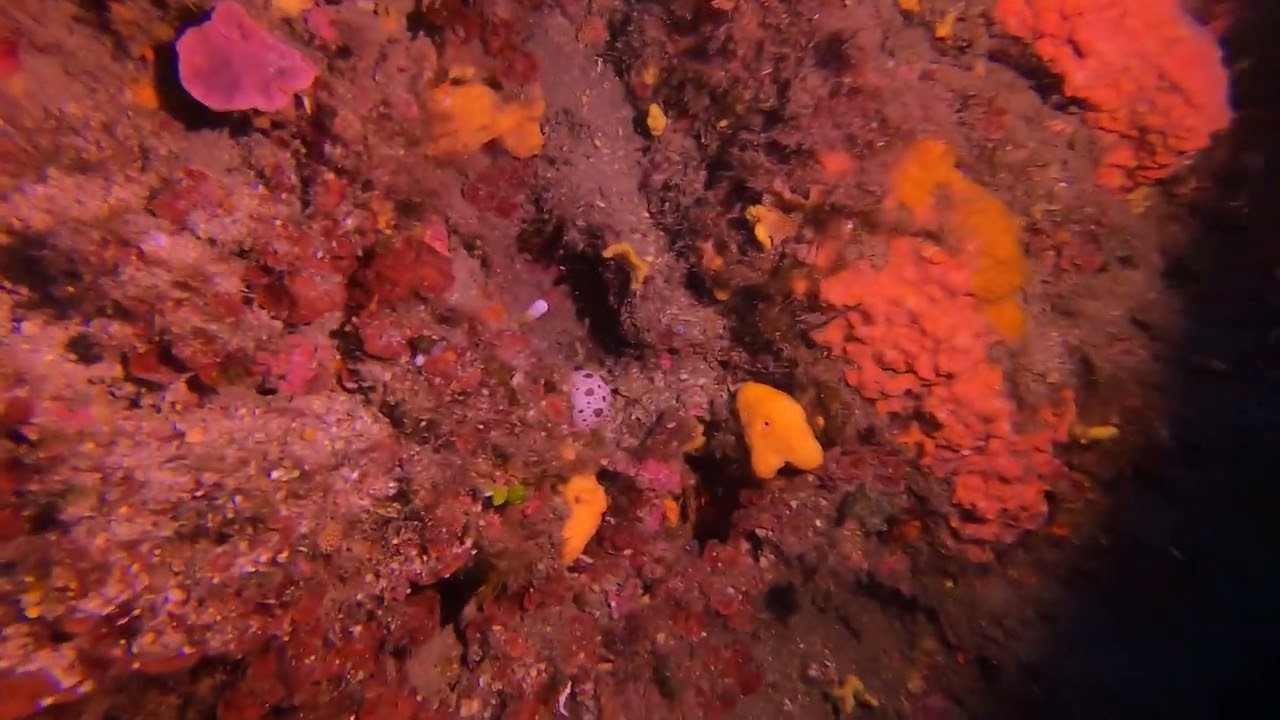 Grand pain de sucre - Dalmatie