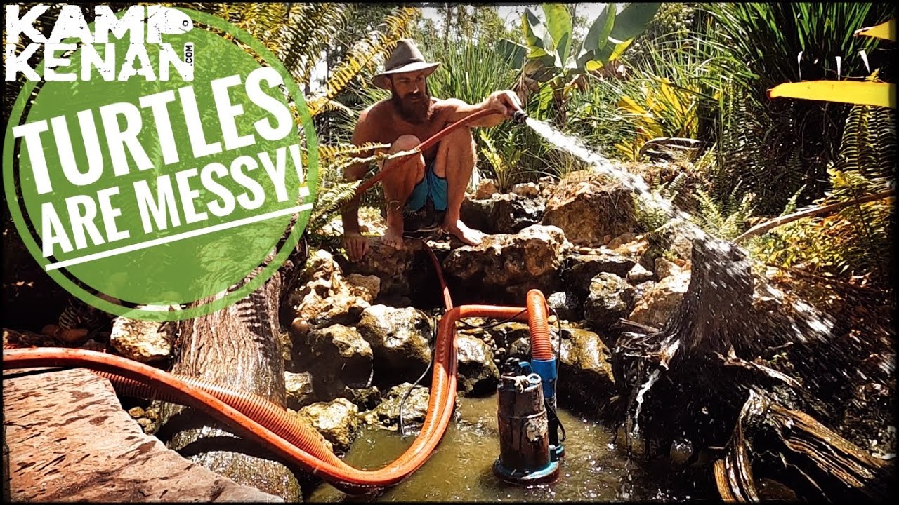 Turtles & Cichlid Fish Mess! Time for a pond cleaning!