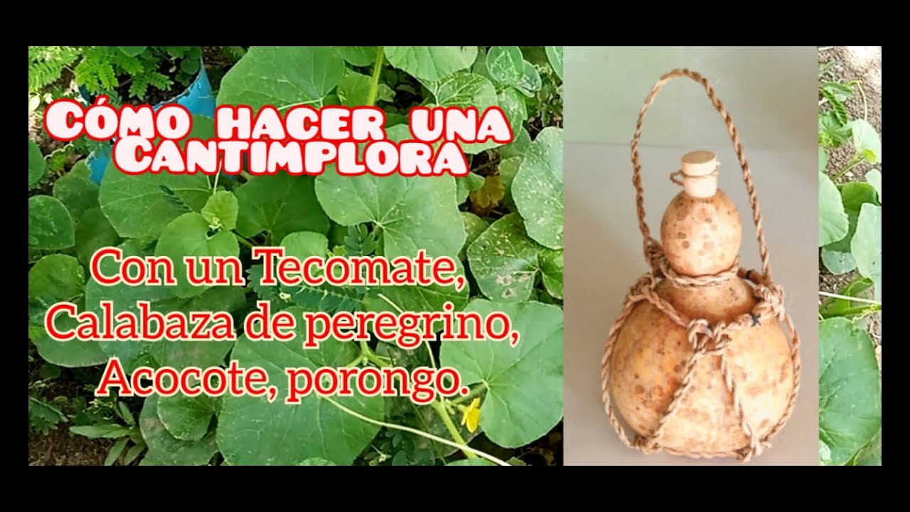 Como Hacer Cantimplora de Tecomate, calabaza de peregrino (Lagenaria Siceraria) explicado desde cero