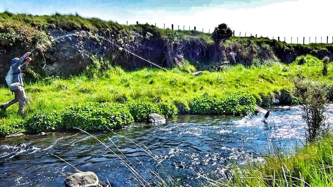 Ловля крупной форели в небольшом ручье [на сухую мушку]