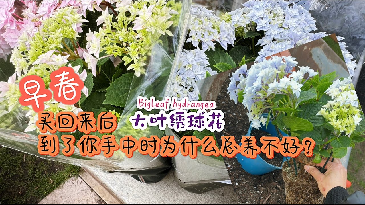 三月买回来的绣球花该如何养护/重点是什么/需要注意什么/重瓣大叶绣球花Hortensie ‘Double Dutch'/ 19.03.2024