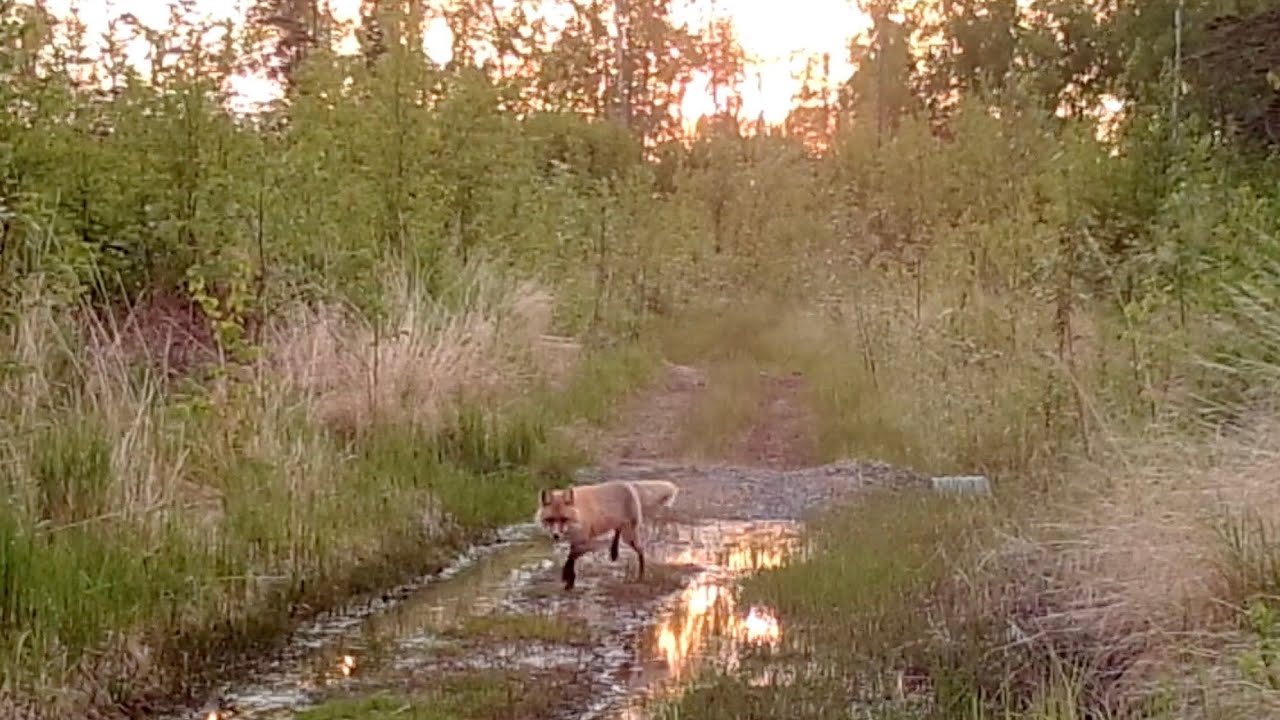 Alaska Trail Cam June 06, 2025