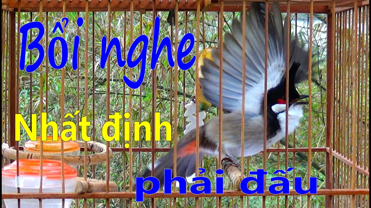 Chào mào hót sáng kích bổi - luyện giọng hay ép bổi sổ bọng và căng lửa - chào mào hót đấu