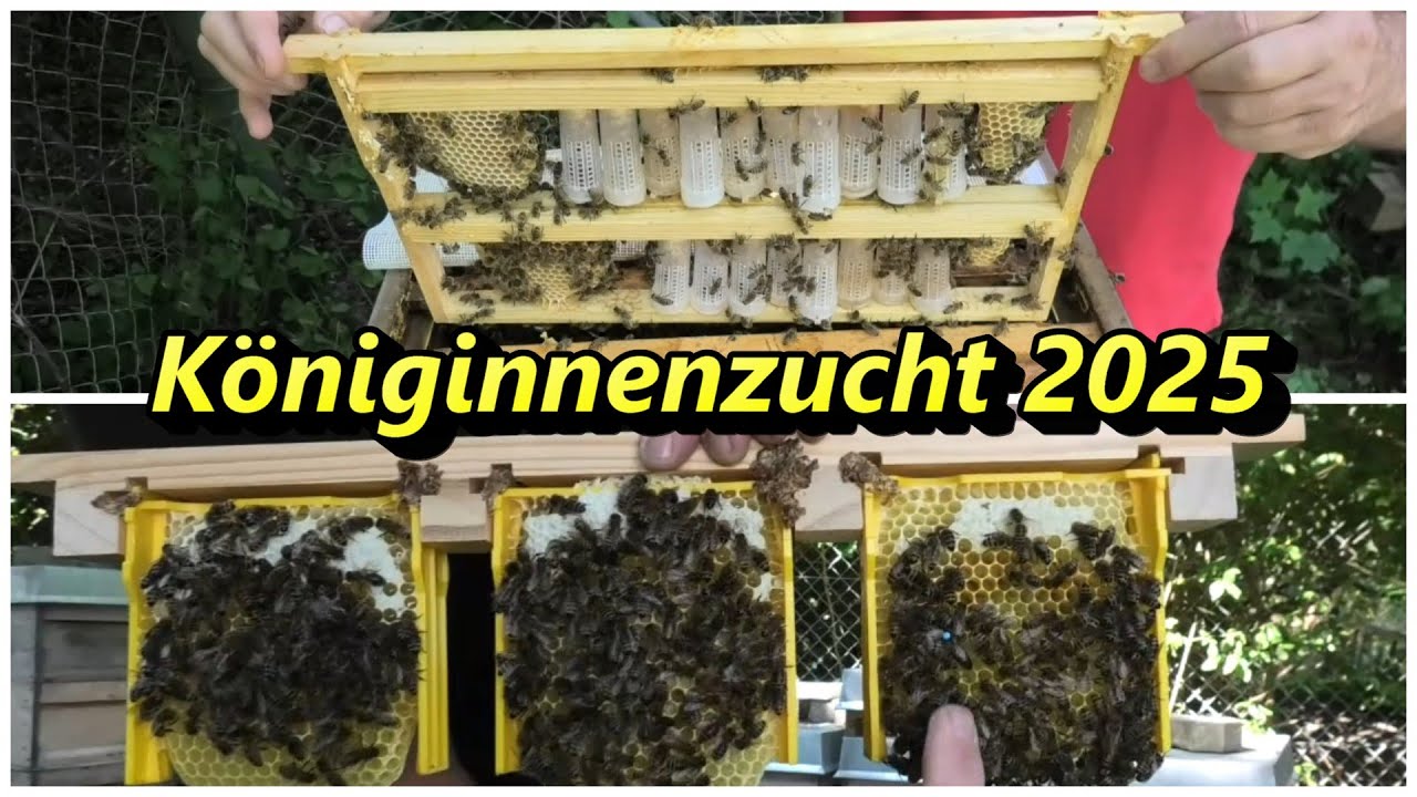 Königinnenzucht 2025
