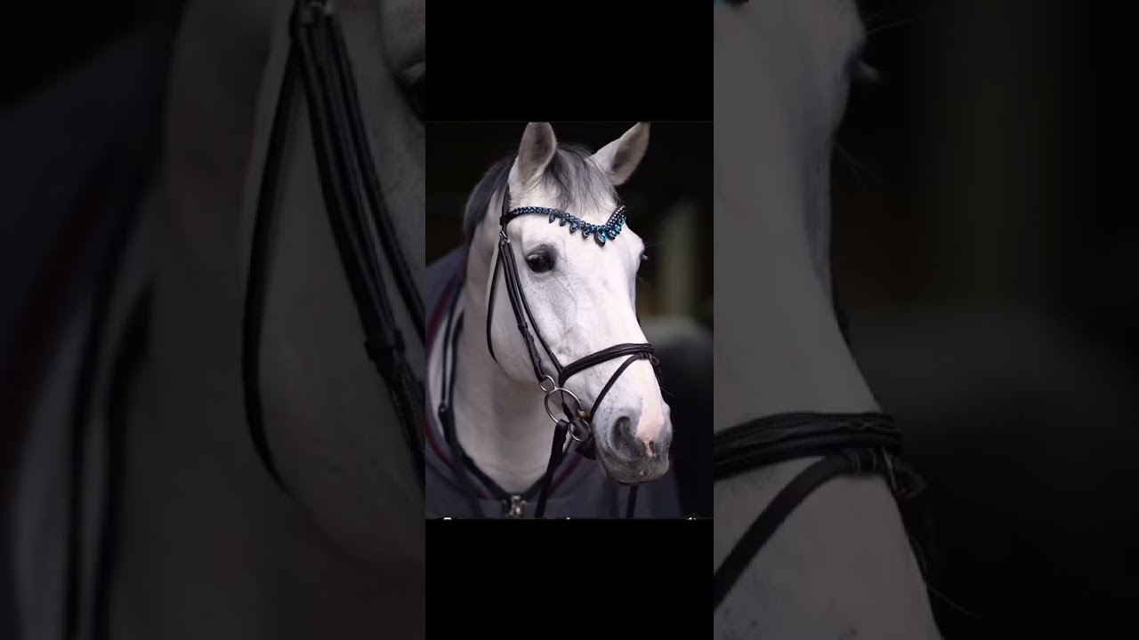 Horse Diamonds💎 #shorts #youtubeshorts #youtube #music #trend #trending #horse #equestrian #diamond