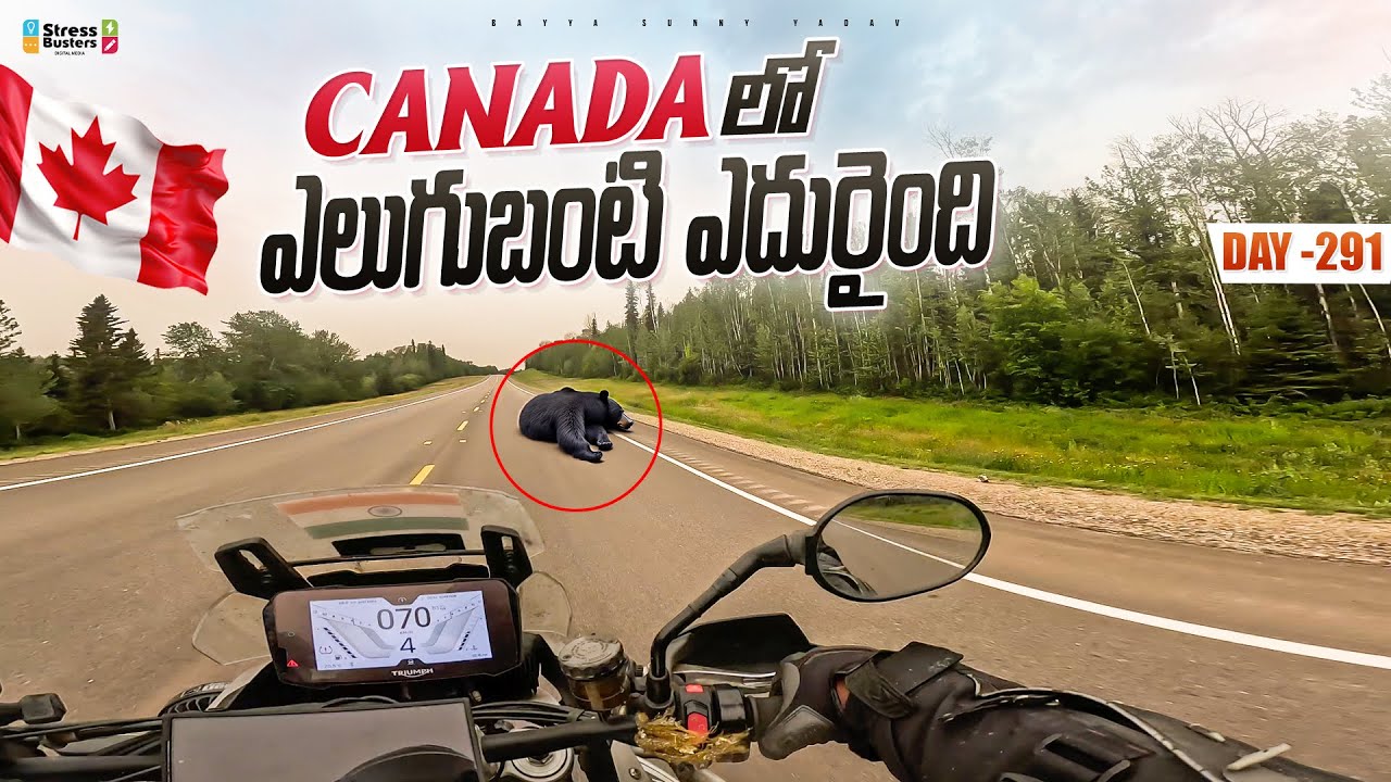 Spotted Canadian 🇨🇦 bear on road | WORLD RIDE DAY 291 | Bayya Sunny Yadav