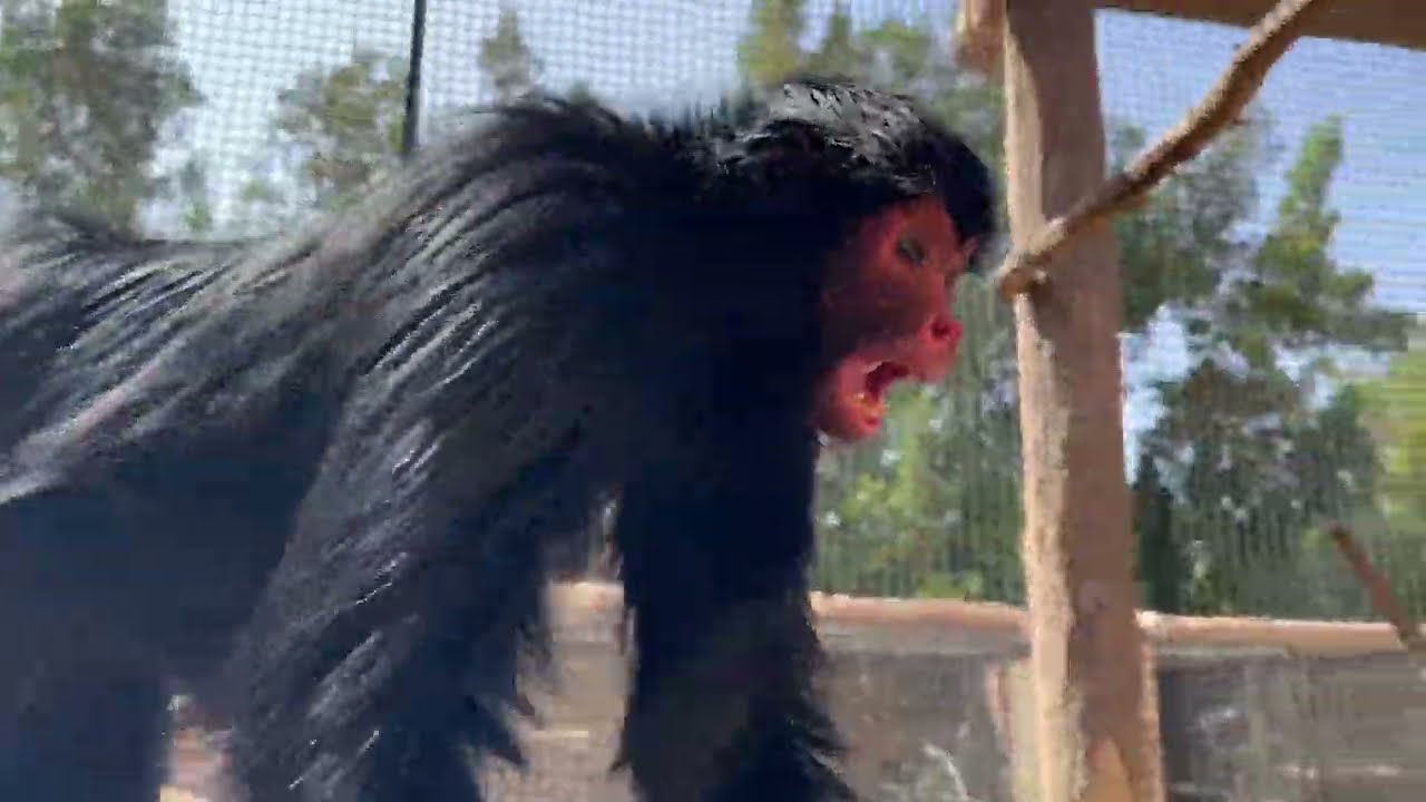 This Spider Monkey is going BANANAS!! 😱🐒🤣