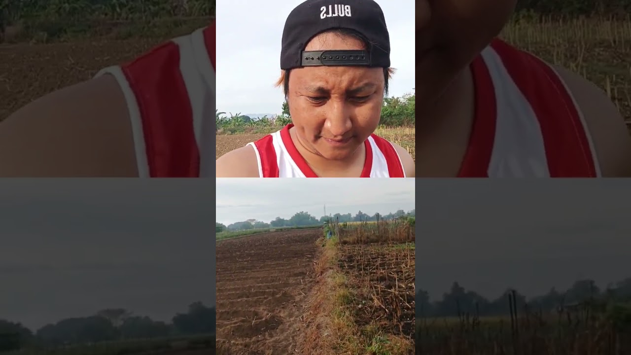 Harvest sa bukid part 2 