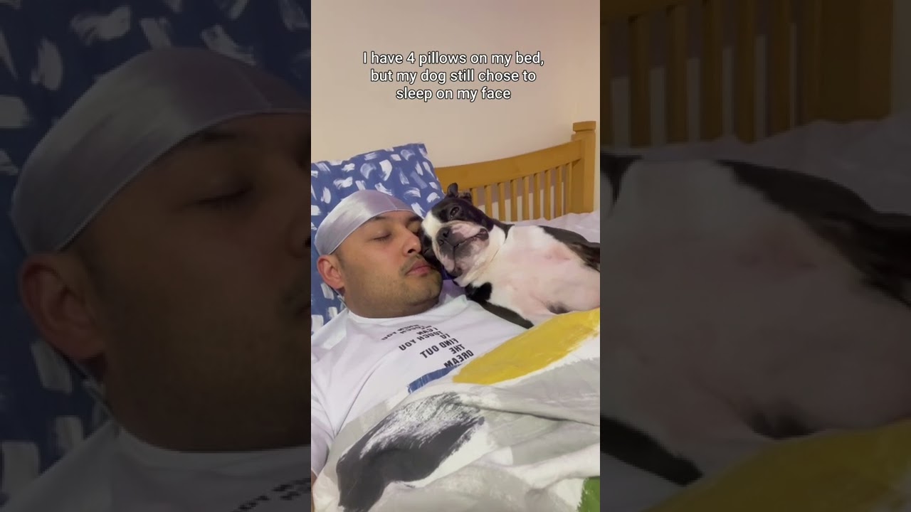 My dog likes to sleep on my face | cute Boston terrier 