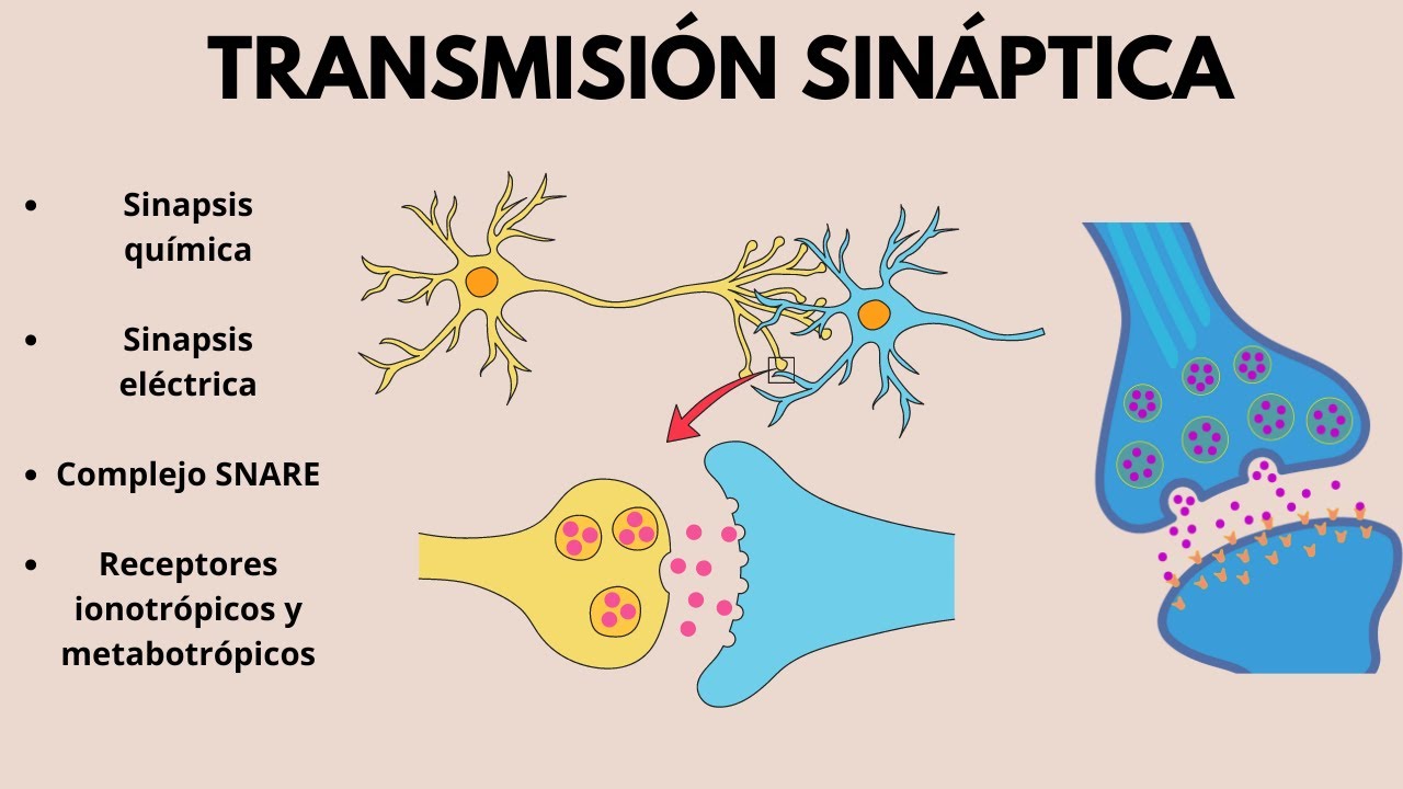 Fisiología de la SINAPSIS (Transmisión sináptica) / EXPLICACIÓN SENCILLA