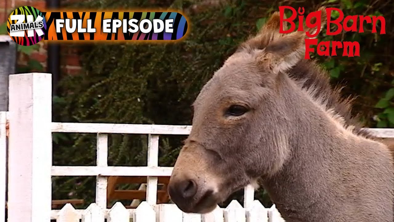 Big Barn Farm | Season 2, Episode 12 | Dash's Birthday Surprise