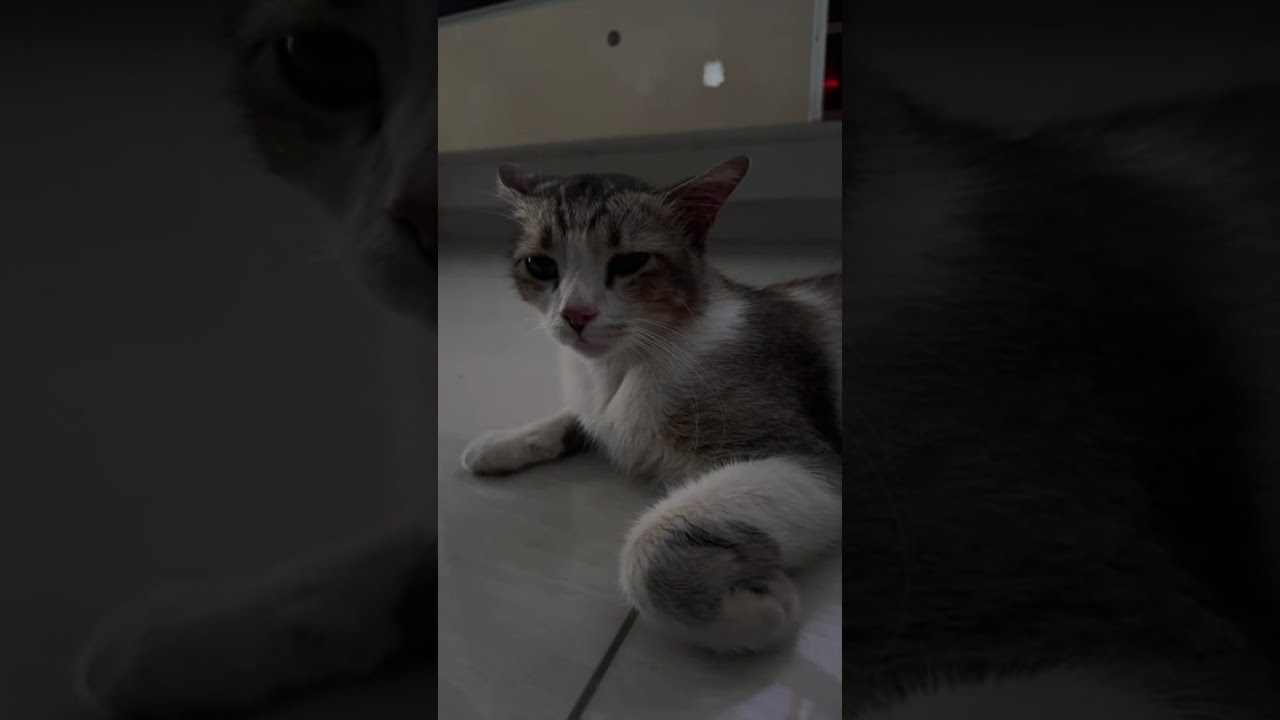 Brownie just got discharged after hospitalised live