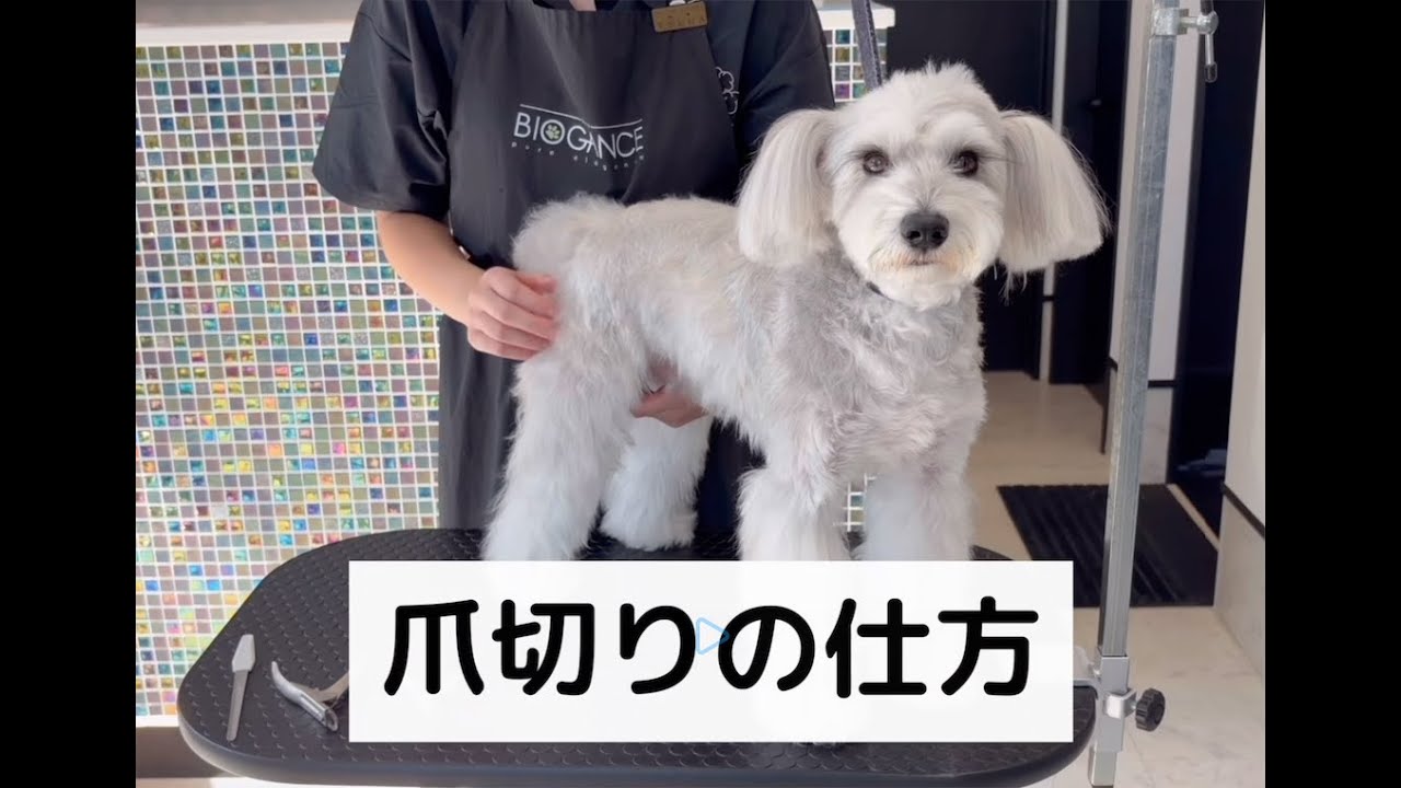 トリミングのプロが教える！わかりやすい犬猫の爪切りの仕方