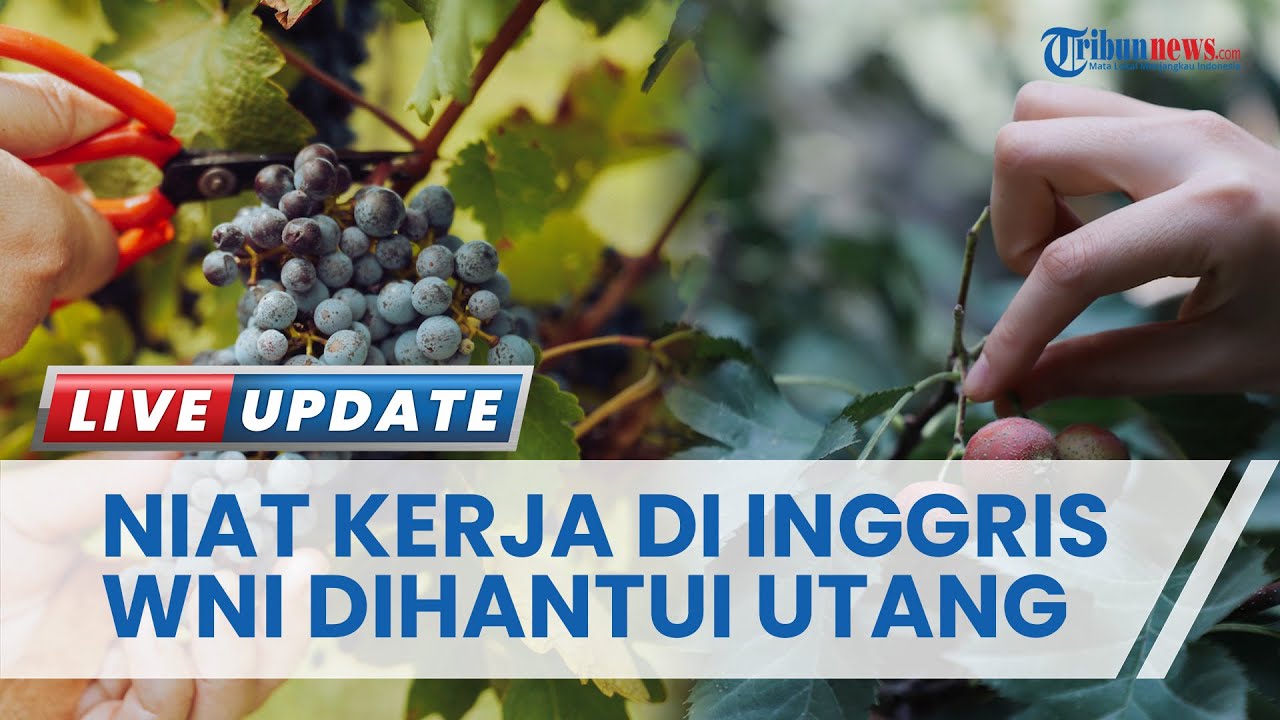 Derita Ratusan WNI Pemetik Buah di Inggris yang Dipulangkan, Gadaikan Rumah untuk Lunasi Utang