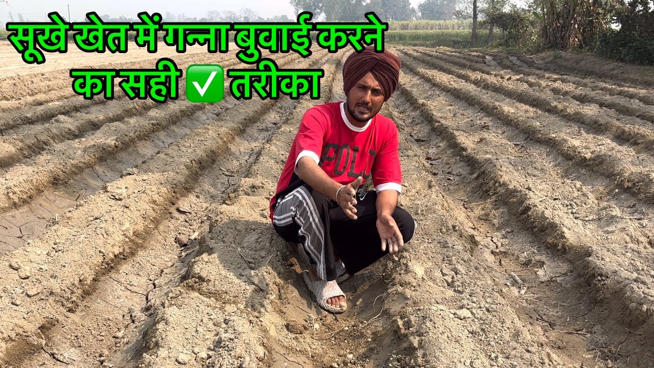 सूखे खेत में गन्ना बुवाई कैसे करे? सूखे खेत में गन्ना बुवाई करने का सही ✅ तरीका |sukhe khet me Ganna