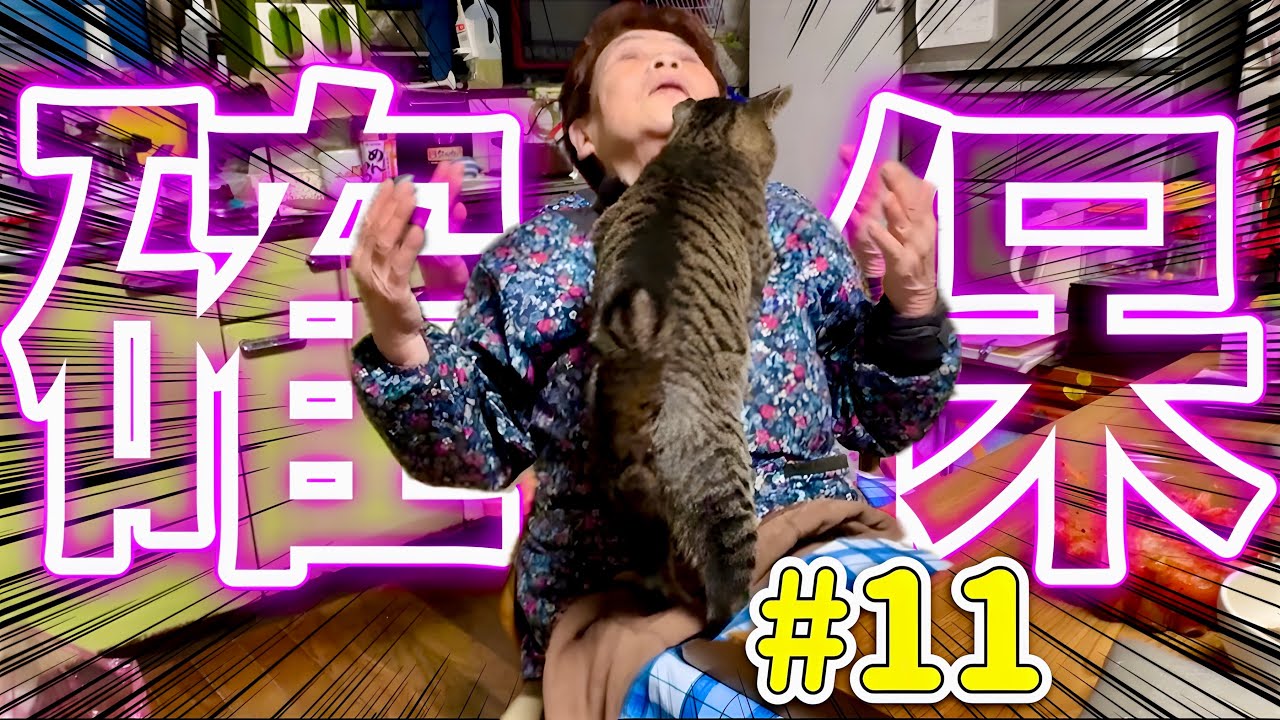 【キヨと祖母】出会って数分でマブダチになった元野良猫キヨと祖母の生活は今日もいい感じに適当でした・・・。