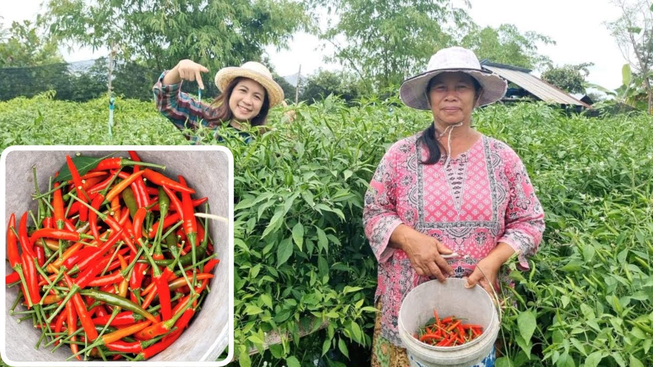 ปลูกพริกลูกดก ปลูกพริกยังไงให้งาม หน้าฝนราคาดี