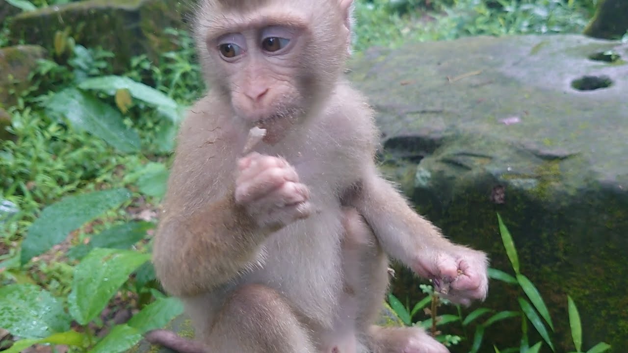Available monkey to live in nature