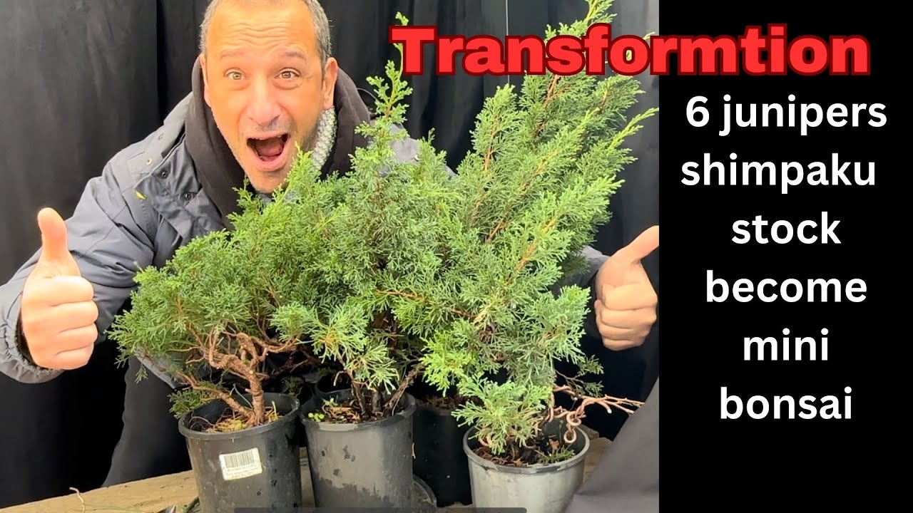 Bonsai Transformation 6 shimpaku juniper stock transformed into mini bonsai