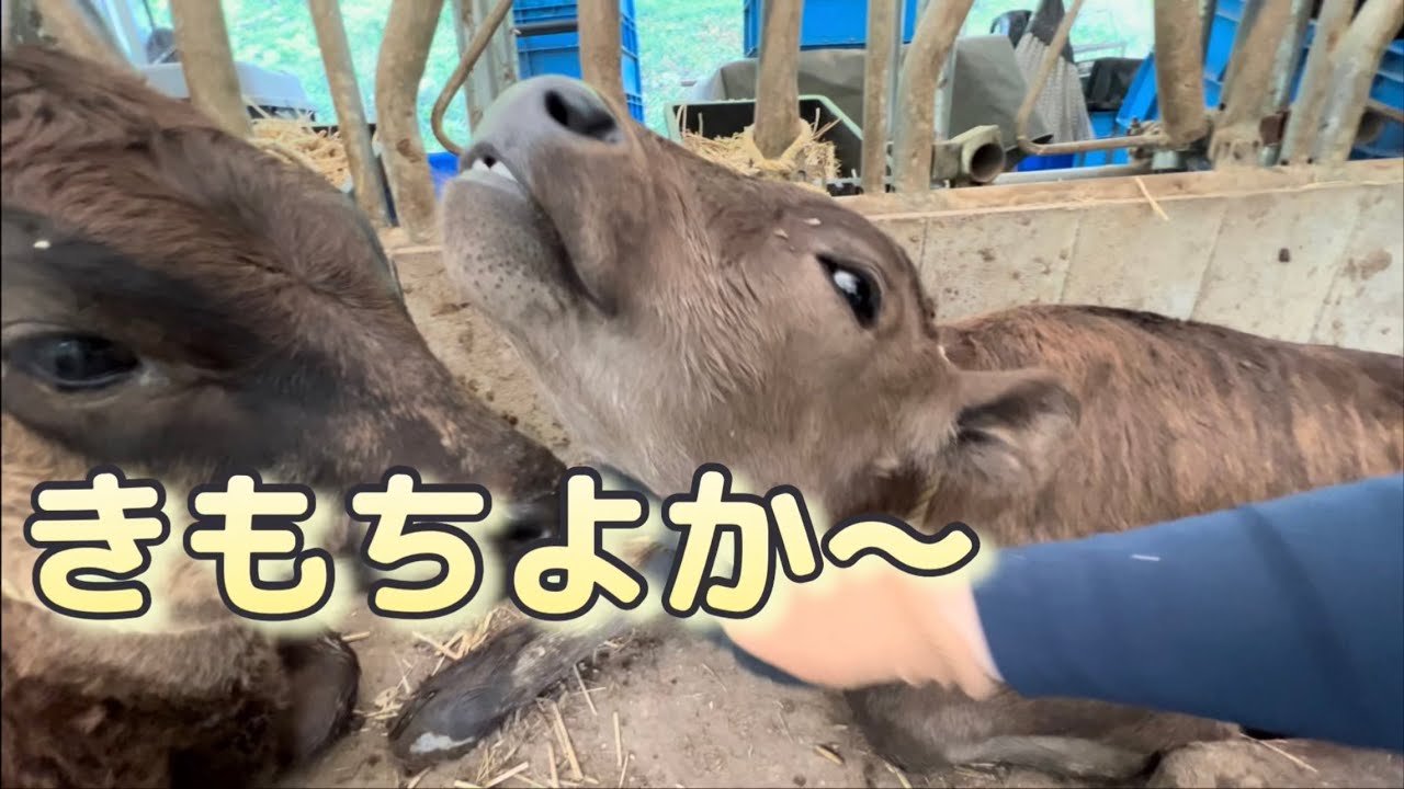 子牛が懐かなくなりました