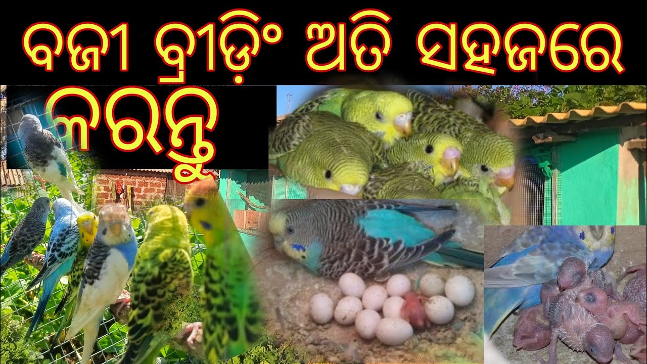 What To Do If Your Bird Is Not Breeding || How To Breed Budgies Parrot || Budgies Breeding Farm