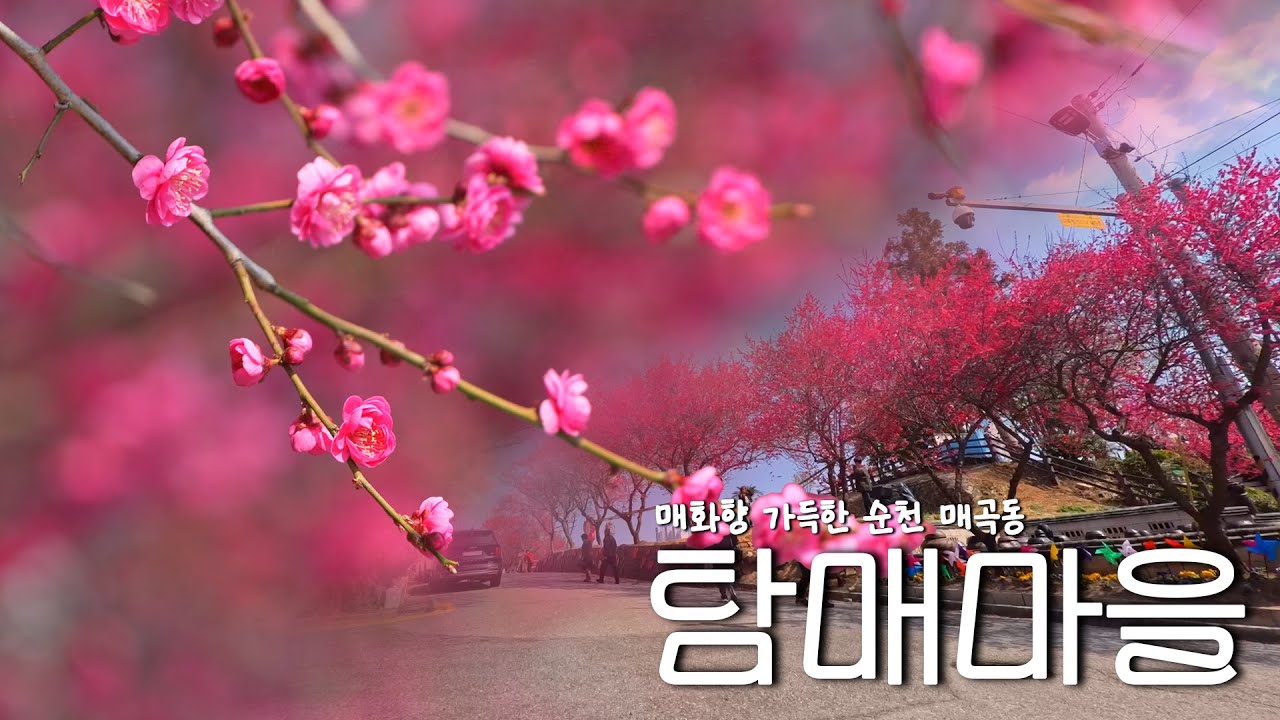 [생생전라도] 순천 탐매마을 홍매화 🌸🌺 4K