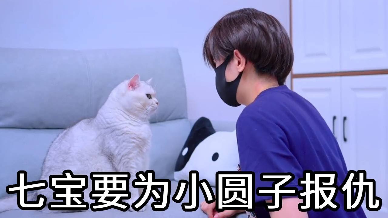 小园子被凶手杀害，七宝要为小圆子报仇，正义可能会迟到，但永远不会缺席。#猫咪 #铲屎官 #猫主子 #七宝小圆子
