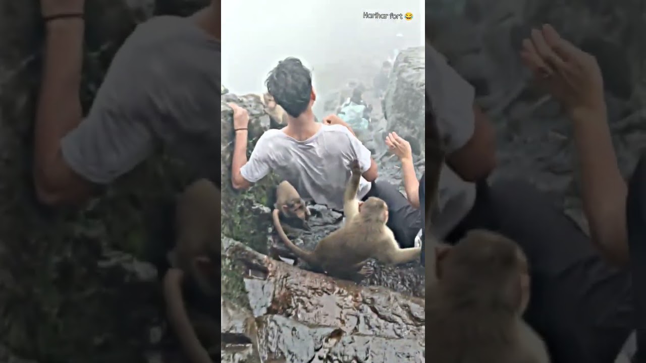 monkey rock girls shock😂 #harihar #travel #hariharfort #trending #fort #nashik #igatpuri #comedy