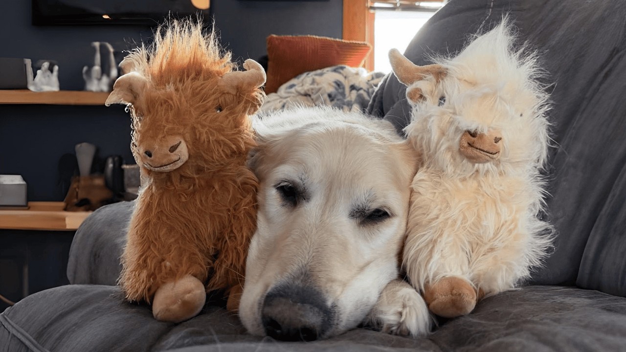 His only friend was an ordinary toy. Until the rescue kitten arrived.