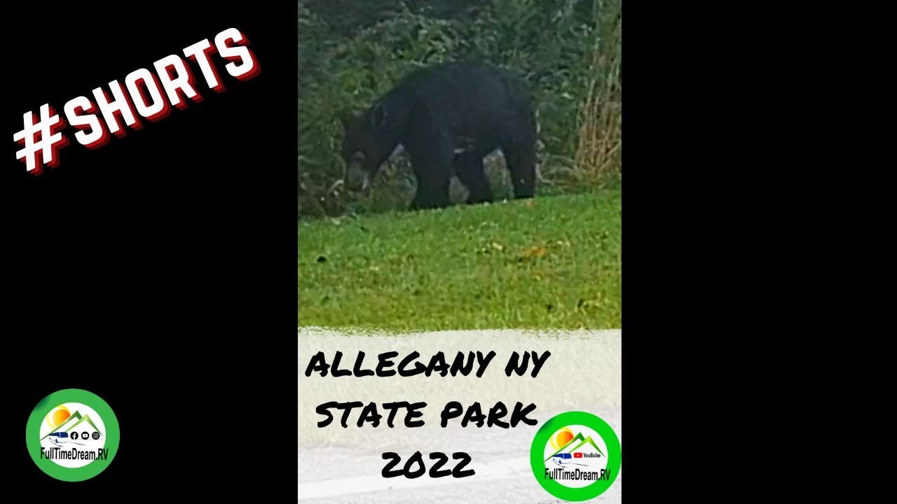 BLACK BEARS IN ALLEGANY STATE PARK #SHORT