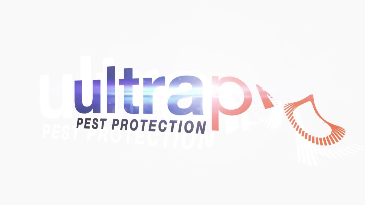 Integrated Pest Management For Keeping Rodents Out of Your Warehouse 3/5