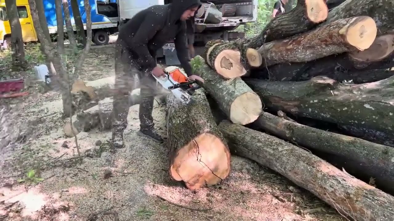 Dangerous Chainsaw Logging – STIHL Power in the Forest