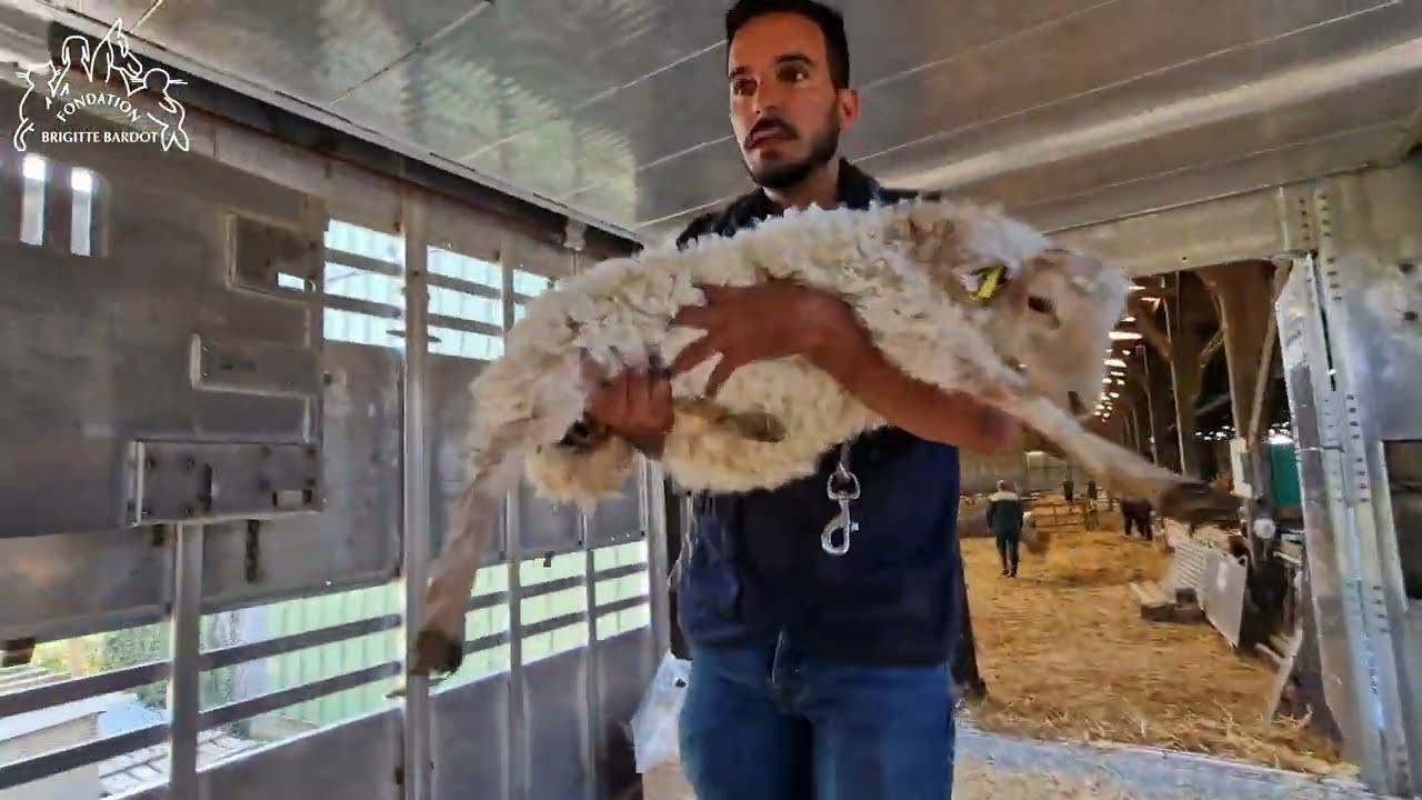 Aïd 2025 : Sauvetage de 223 moutons