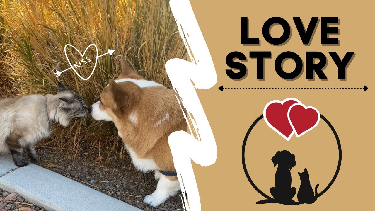 DOG AND CAT FALL IN LOVE! #romance #pets